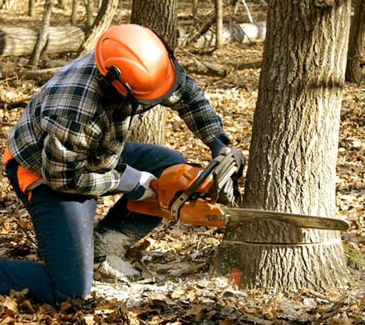 Tree Removal in Atkins, VA